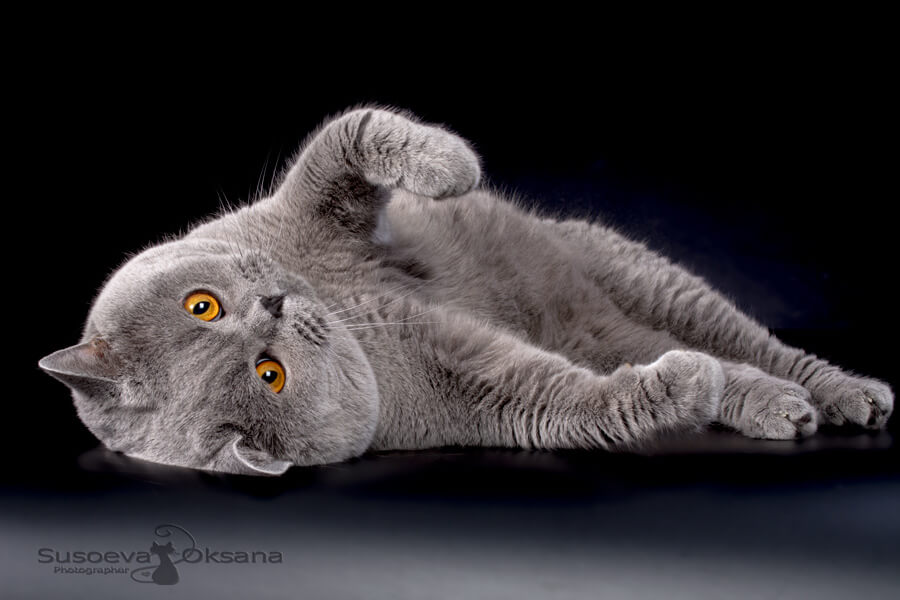 Фото взрослого британского голубого кота