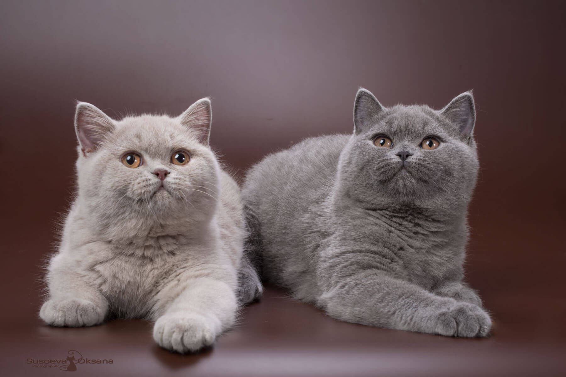 Голубой и лиловый британцы фото, купить голубого и лилового британского котёнка 