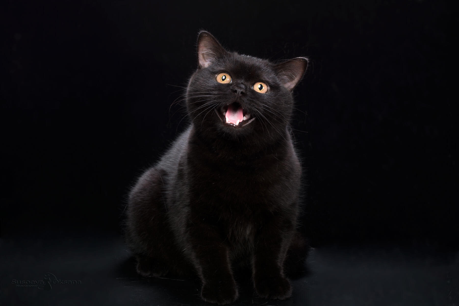 Фото чёрной британской кошки на чёрном фоне