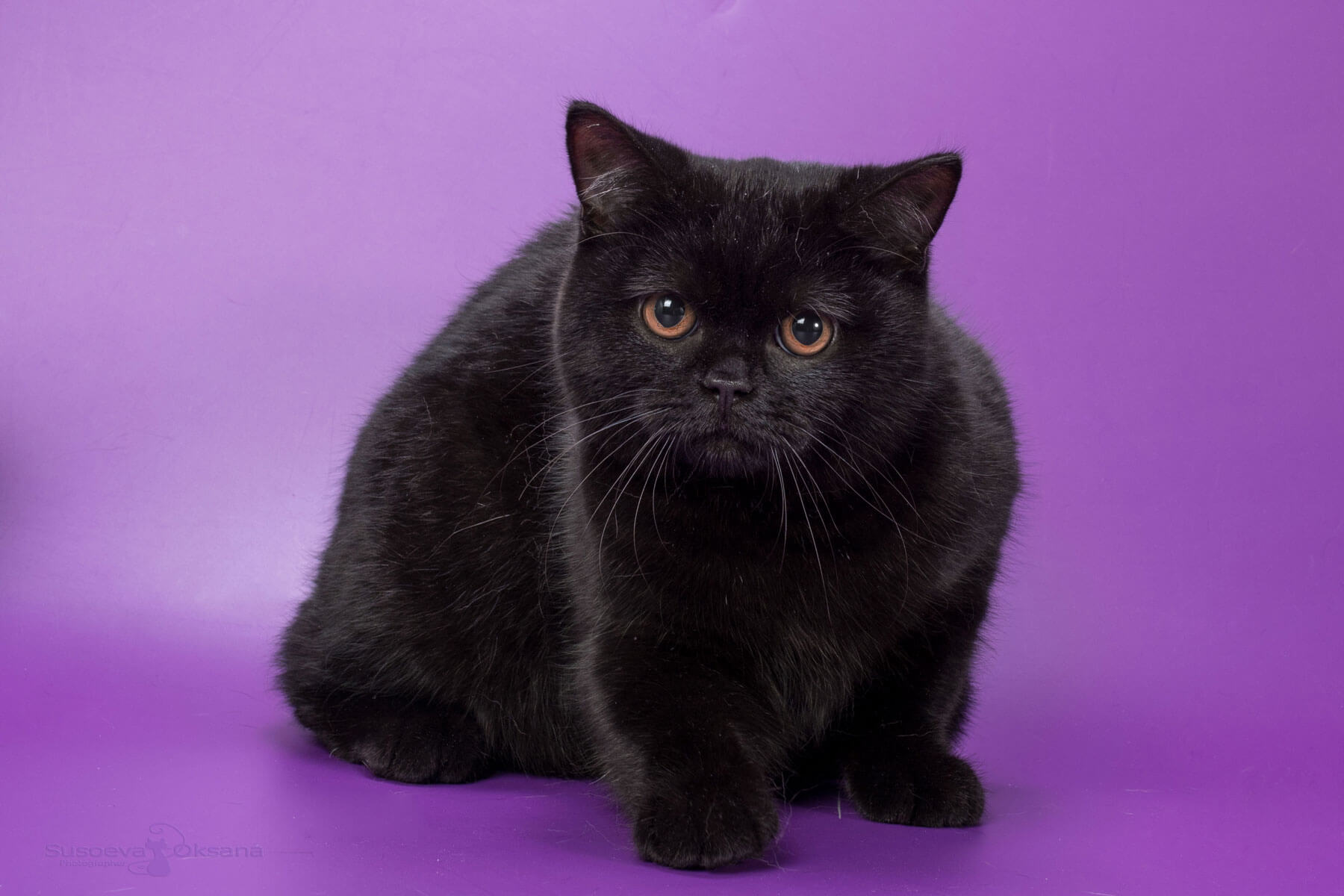 Фото чёрного британца - кошки Пума