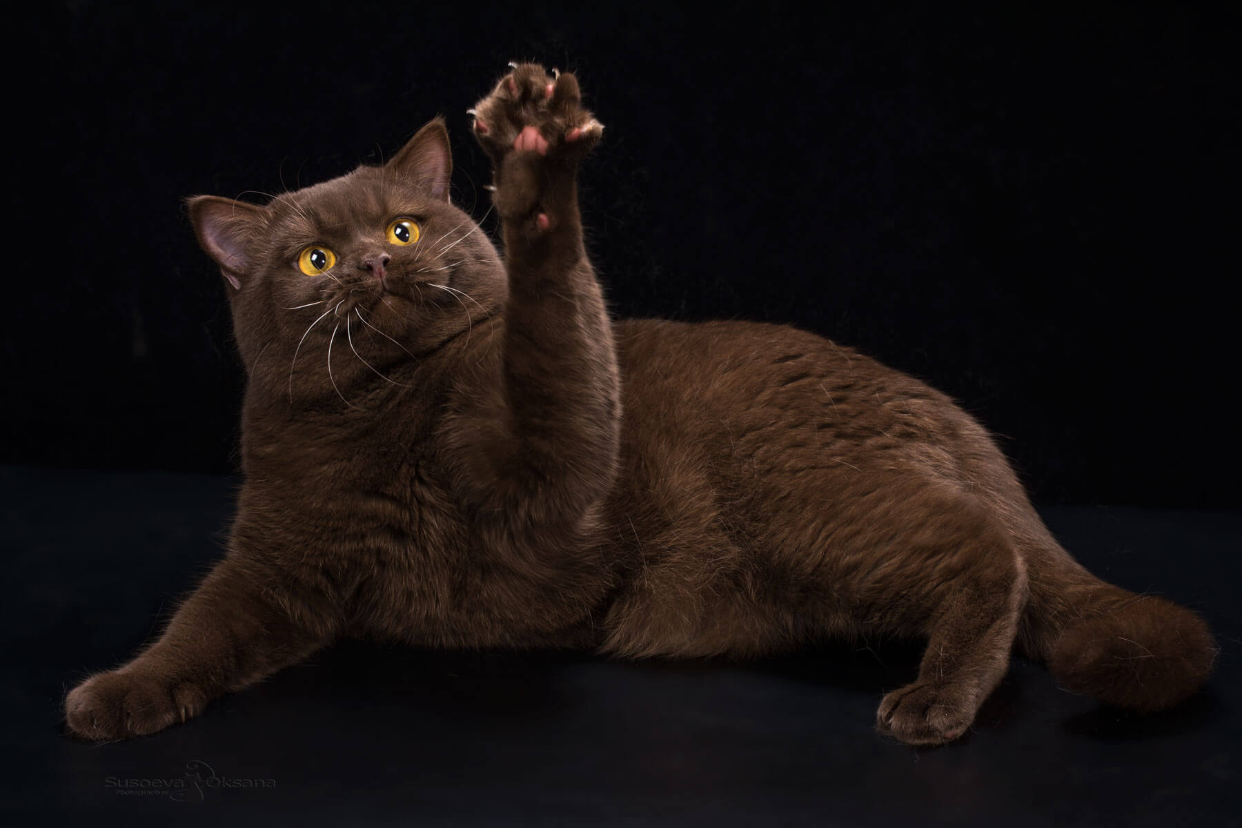 Фото британского шоколадного кота