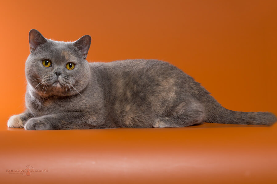 Британская голубо-кремовая кошка Кэш, фото