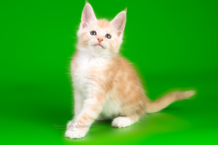 Котёнок породы мейн-кун, окрас кремовый с белым