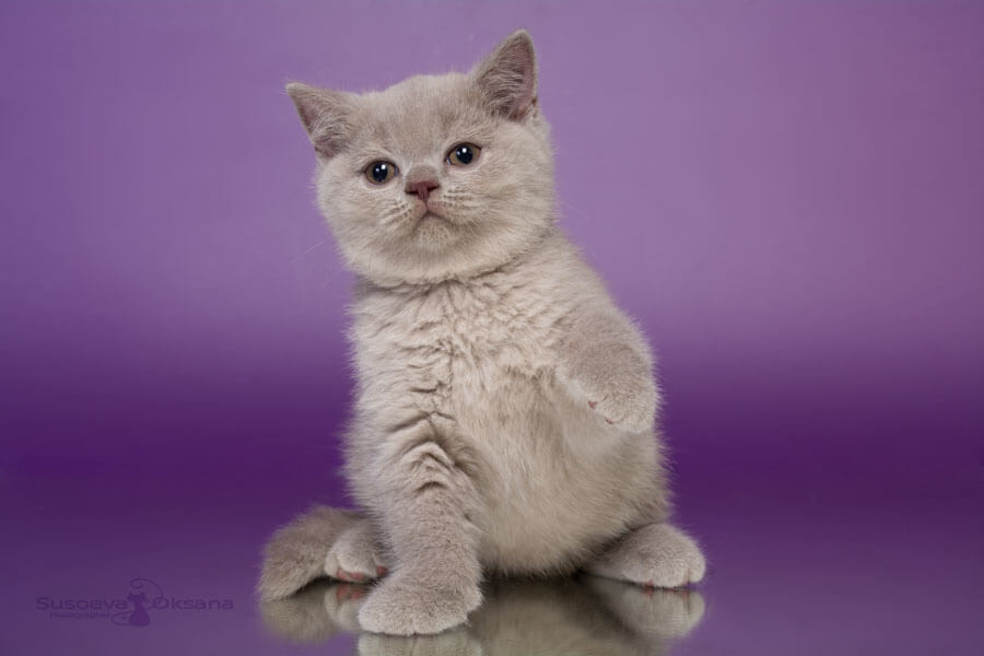 Фото лилового британца котёнка по имени Тамерлан