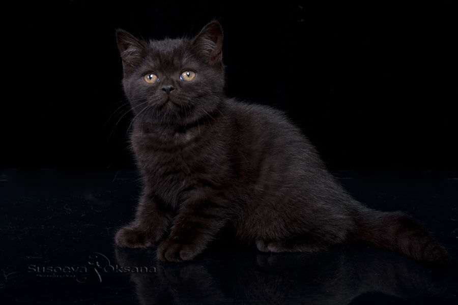 Фото чёрного британца котёнка кошки по имени Таира
