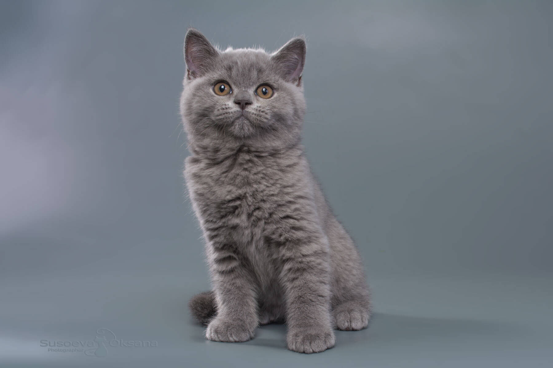 Британский голубой котёнок Норд, фото, цена, купить голубого британца кота