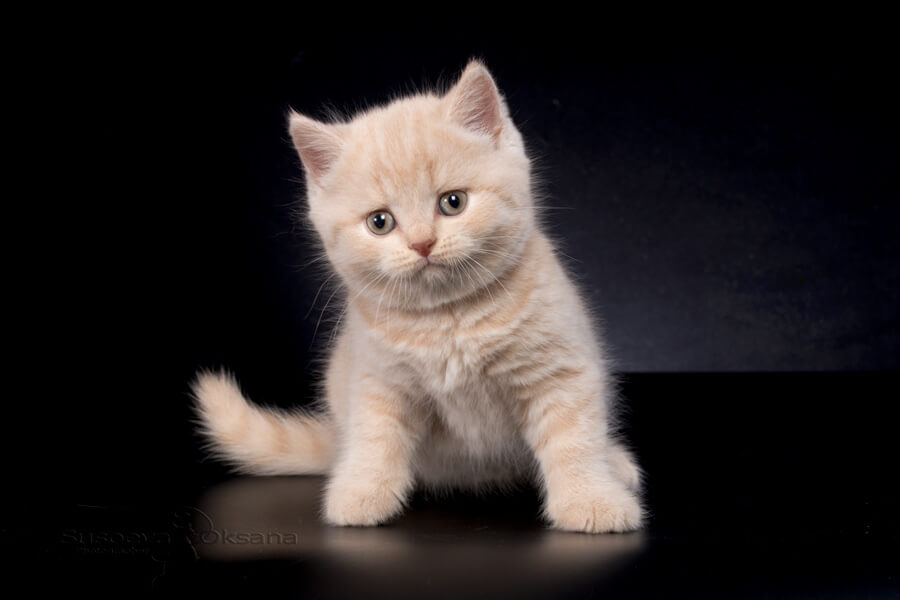 Фото британского кремового котёнка Бари