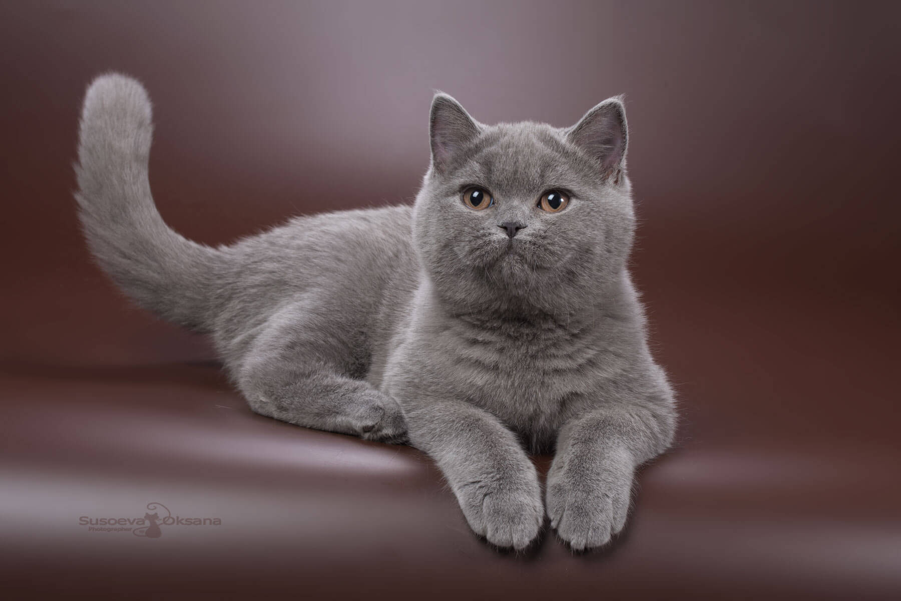Фото голубого британского котёнка кошки Флосси