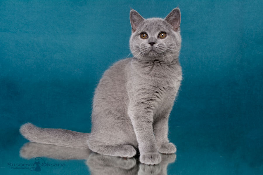 Фото голубой британки котёнка по имени Грейс