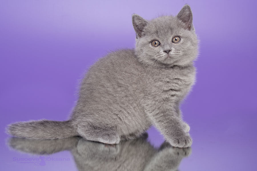 Фото голубой британки котёнка по имени Глория