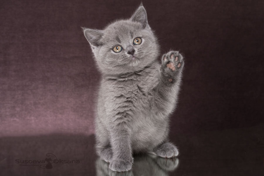 Фото британского голубого котёнка-кошки по имени Гамора