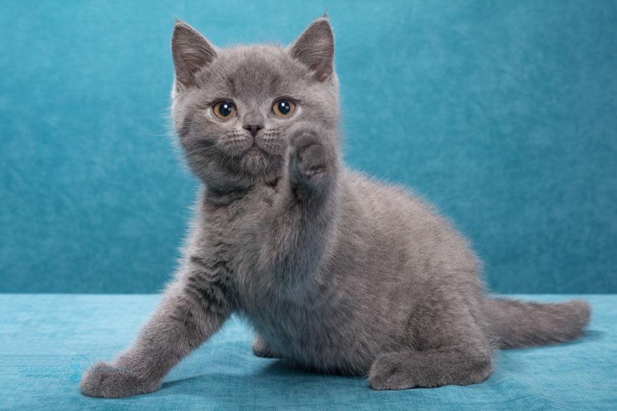 Фото британского голубого котёнка по имени Гуччо