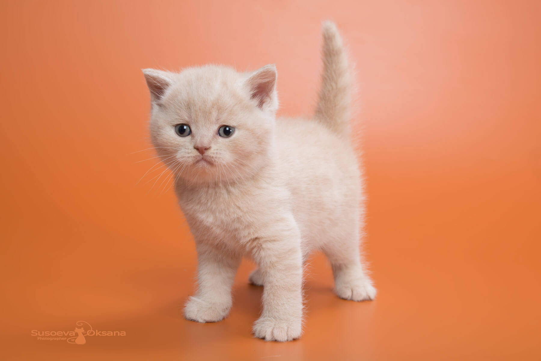 Британский кремовый котёнок Godwin, фото