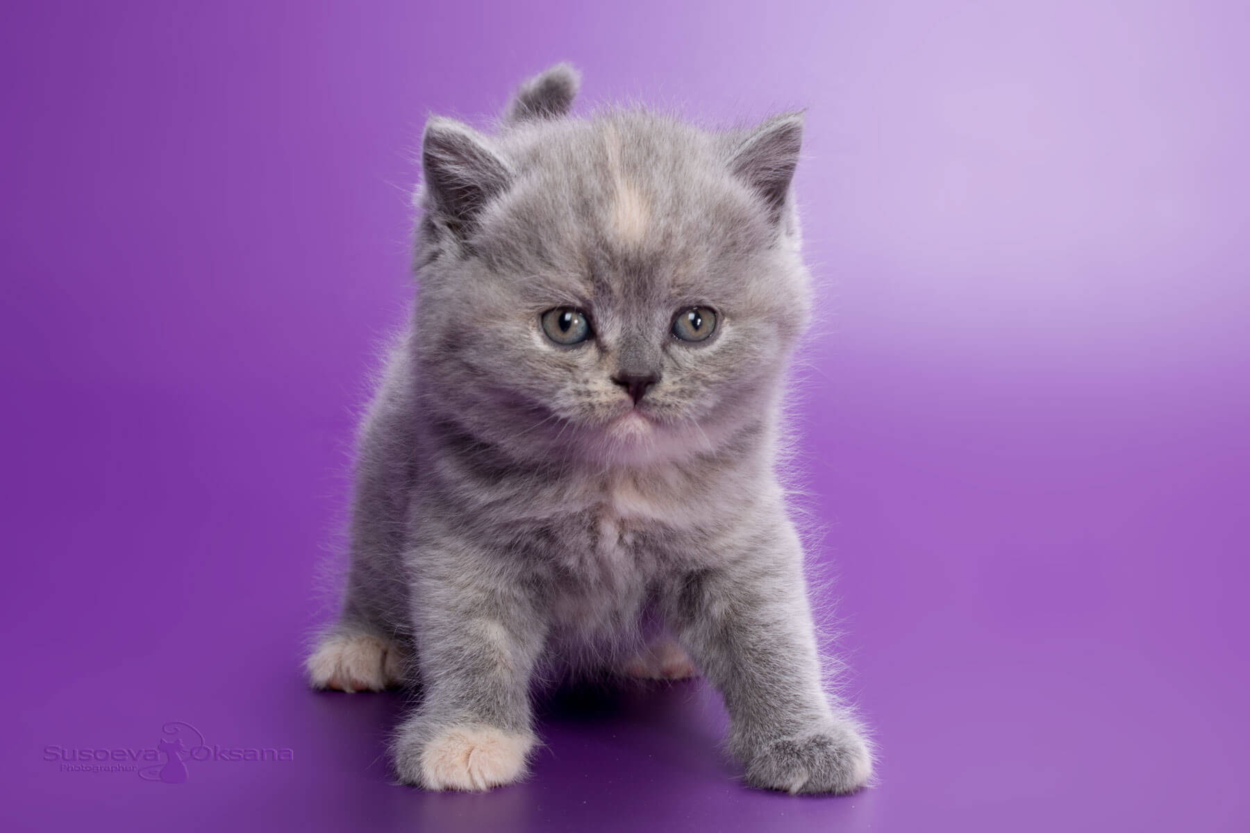 Британский голубо-кремовый котёнок - кошка Ginger, фото