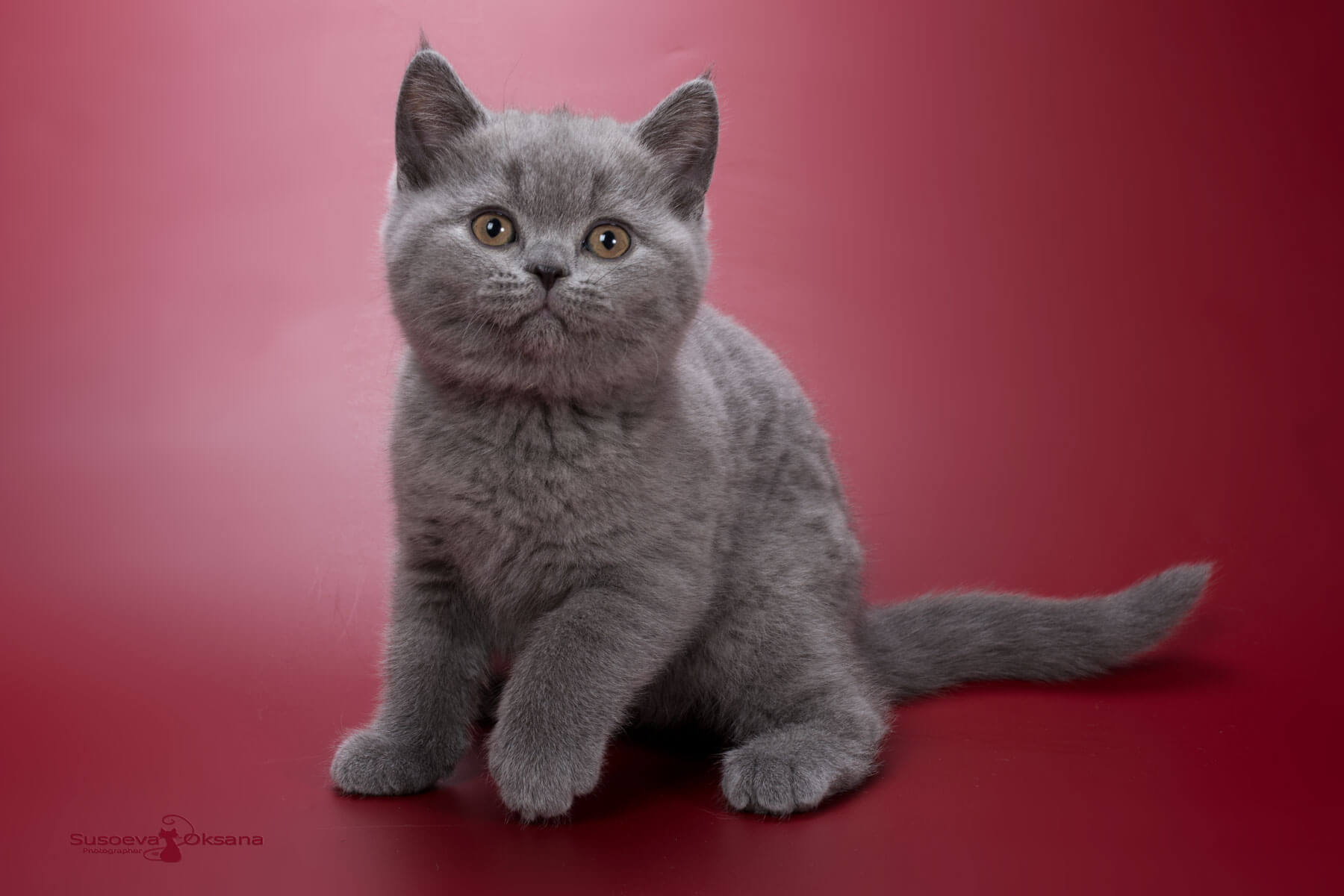 Британский голубой котёнок - кошка Hilda, фото