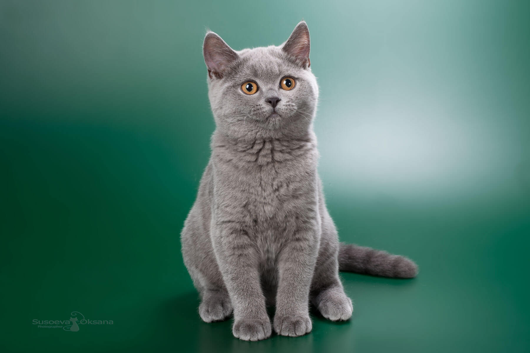 Британская голубая кошка - котёнок по имени Хоуп, фото голубой британки Hope