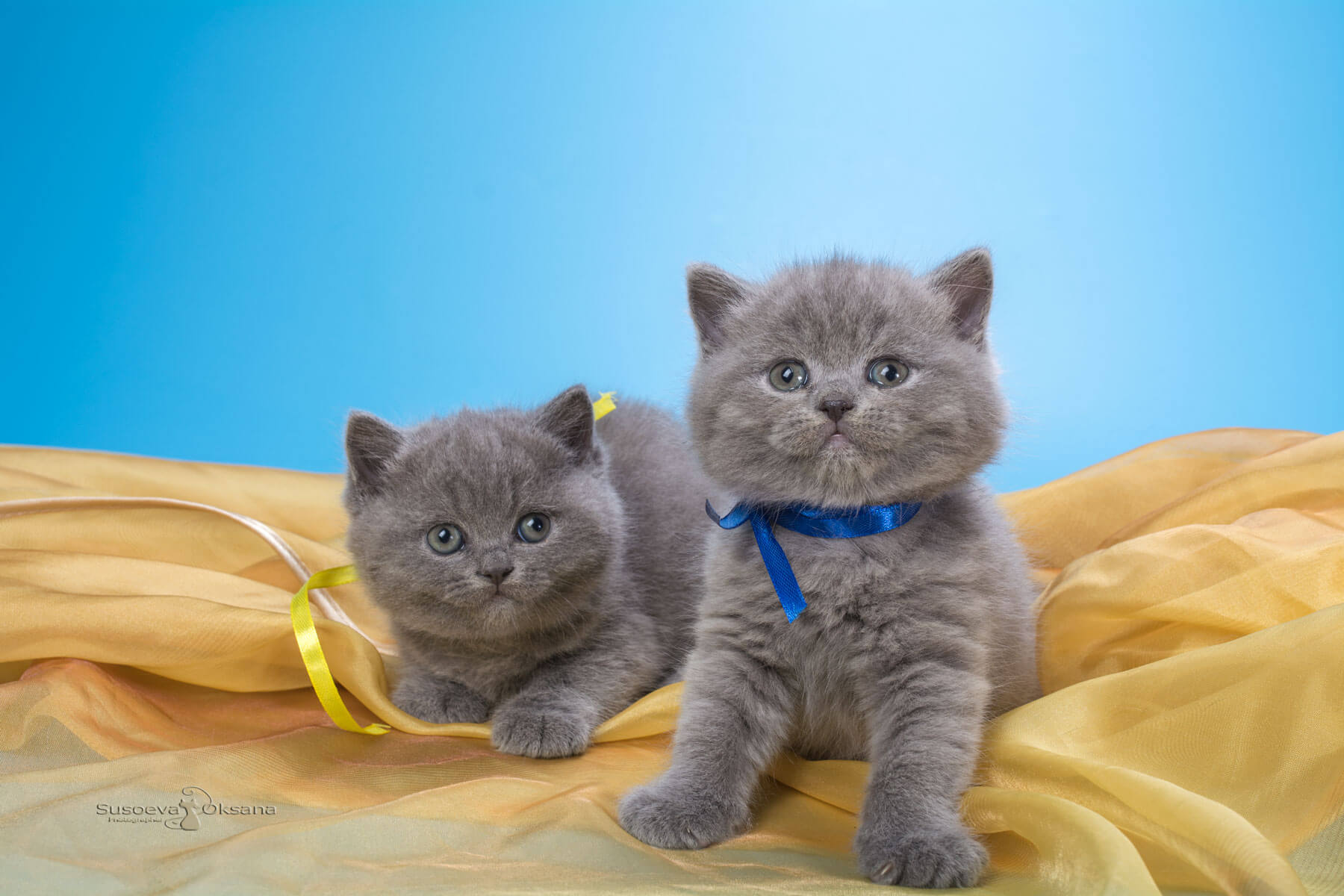 Голубой британский котёнок, фото на голубо-жёлтом фоне