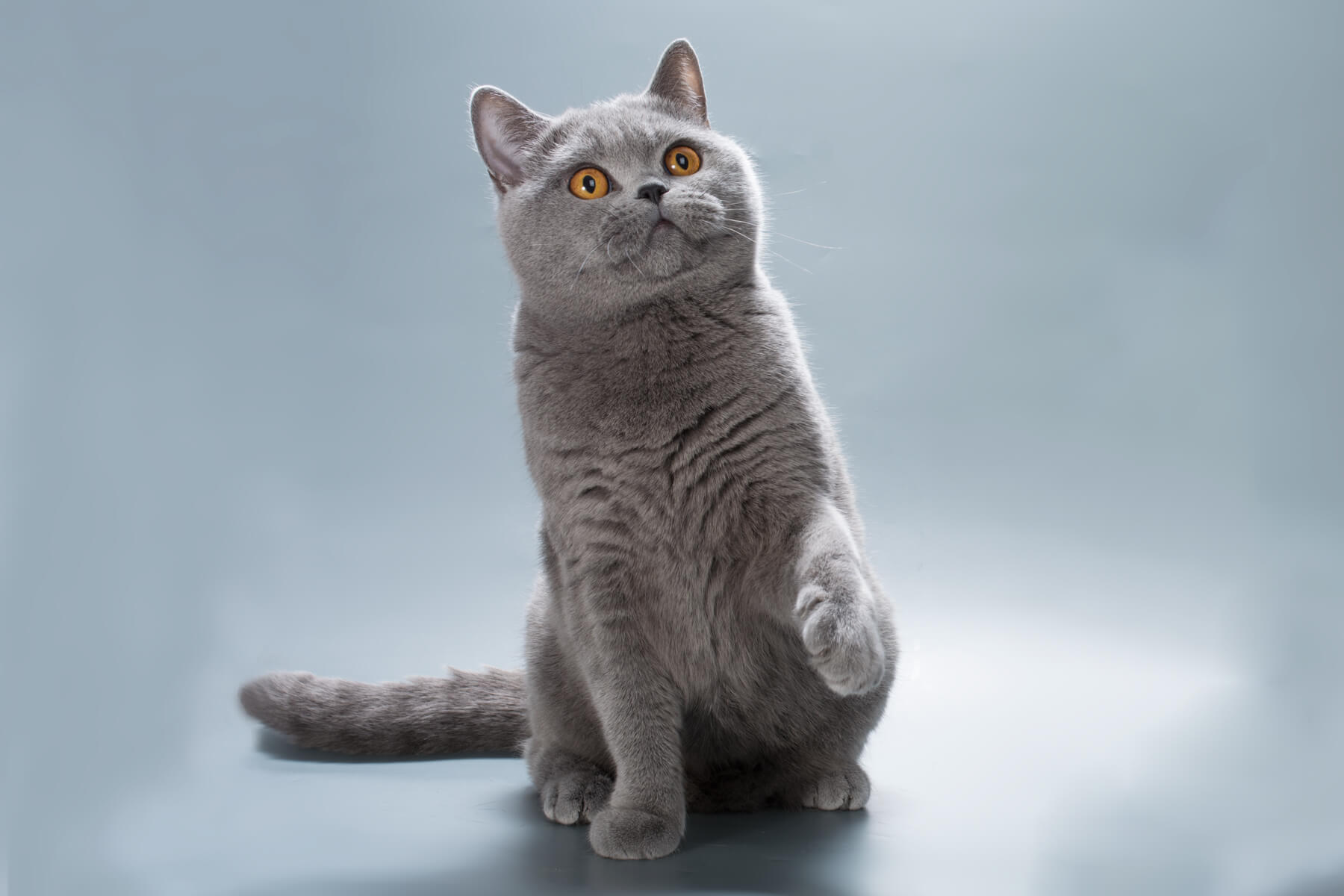 Голубая британская кошка Джуси, фото.
