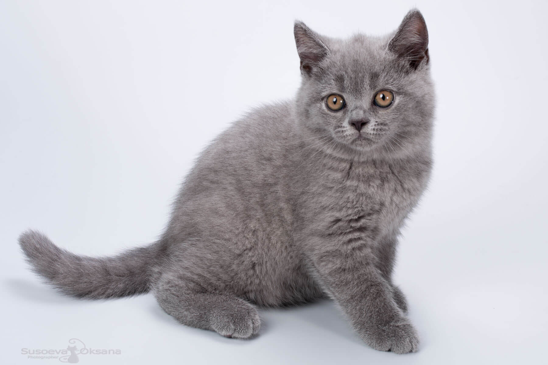 Британский голубой котёнок кот по имени Kyle, фото