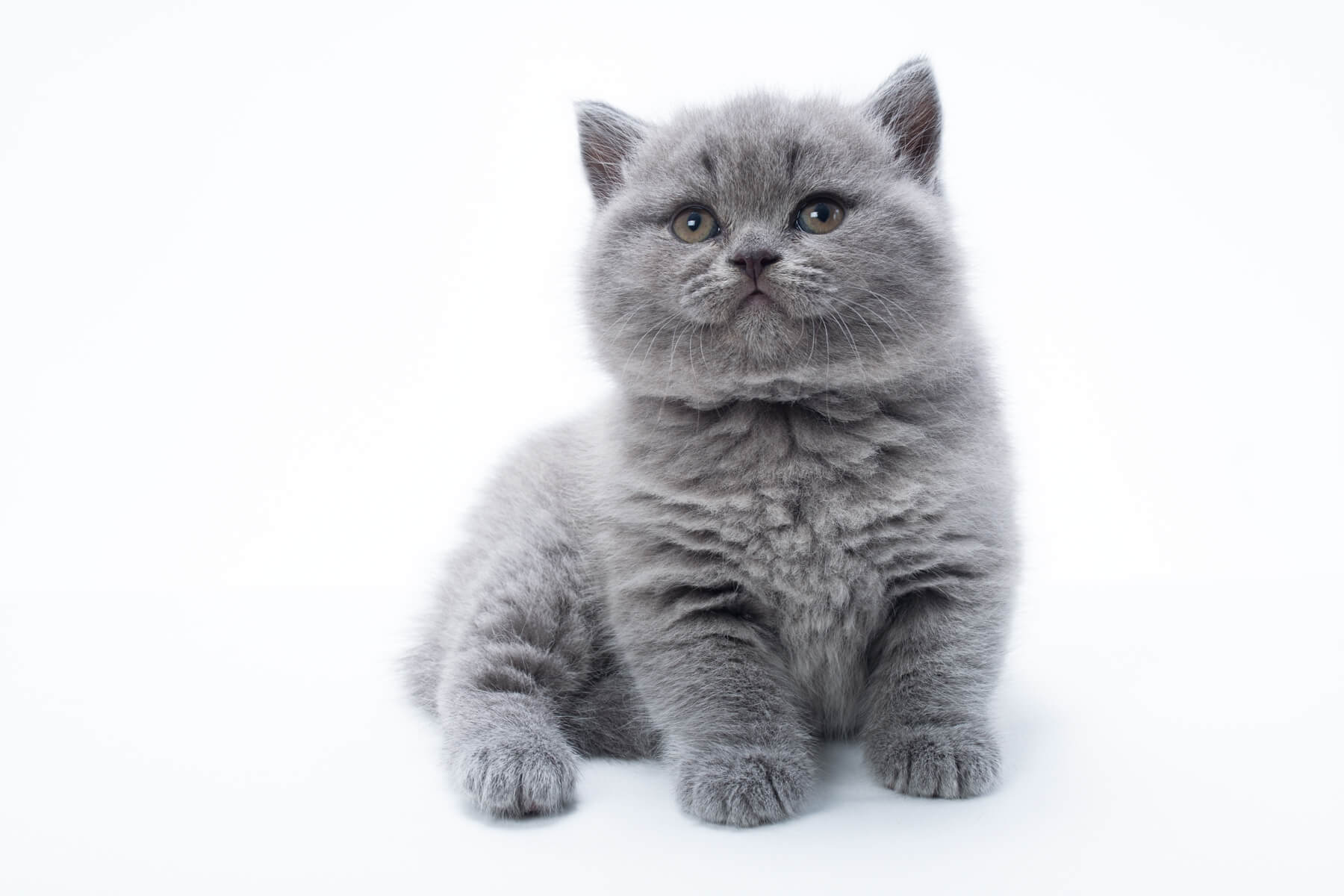 Британский голубой котёнок кот Nigan, фото 