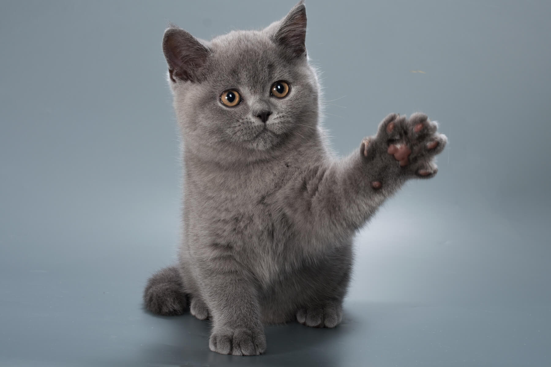 Британский голубой котёнок кот Paskal, фото 