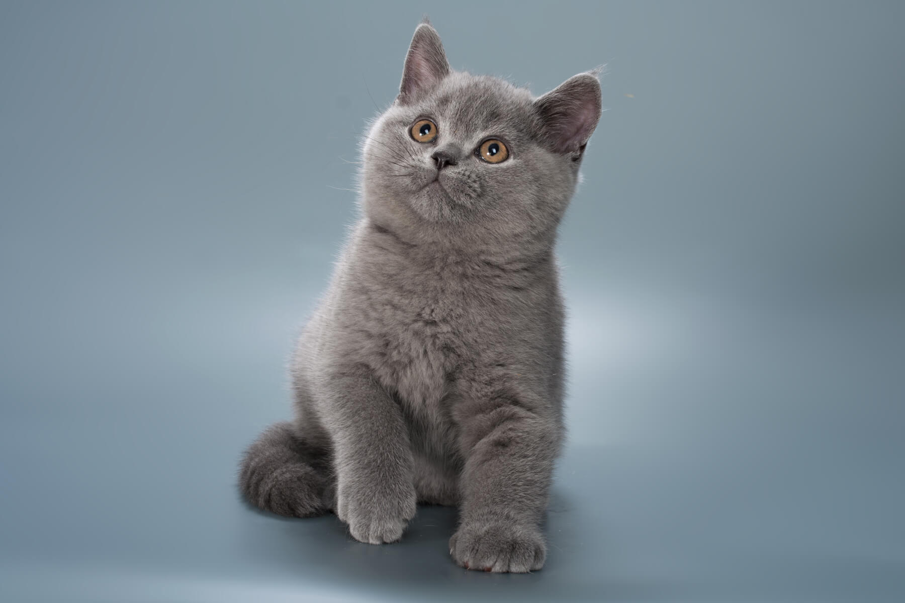Британский голубой котёнок кот по имени Paskal, фото