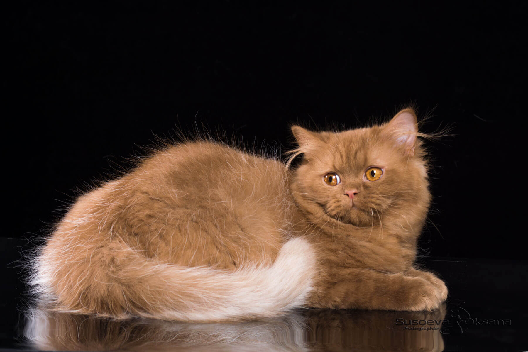 Фото британского длинношерстного циннамонового котёнка по имени Хэппи, фото