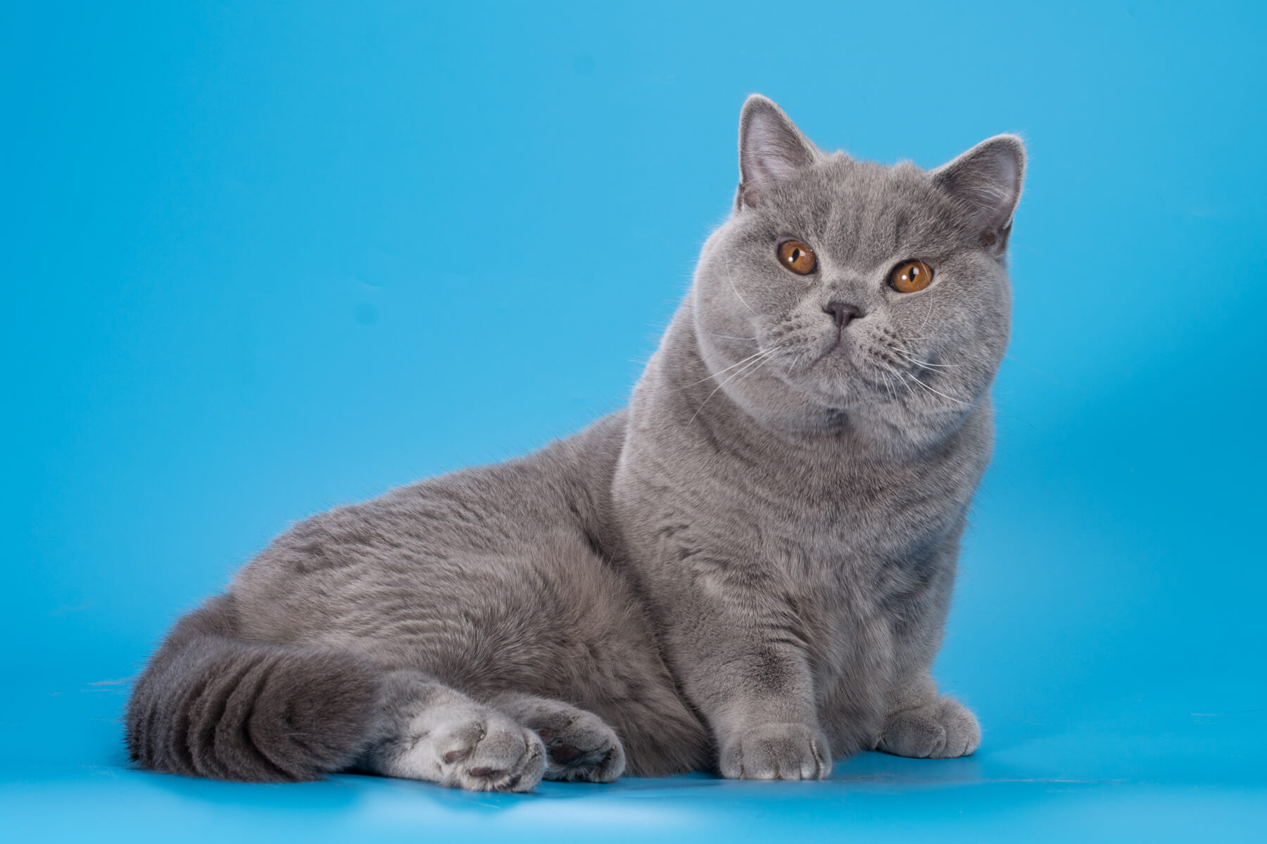 Фото голубого британского кота Nhamashl