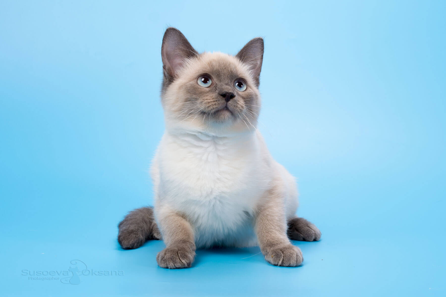 Фото котёнка тайской породы окраса блю-пойнт