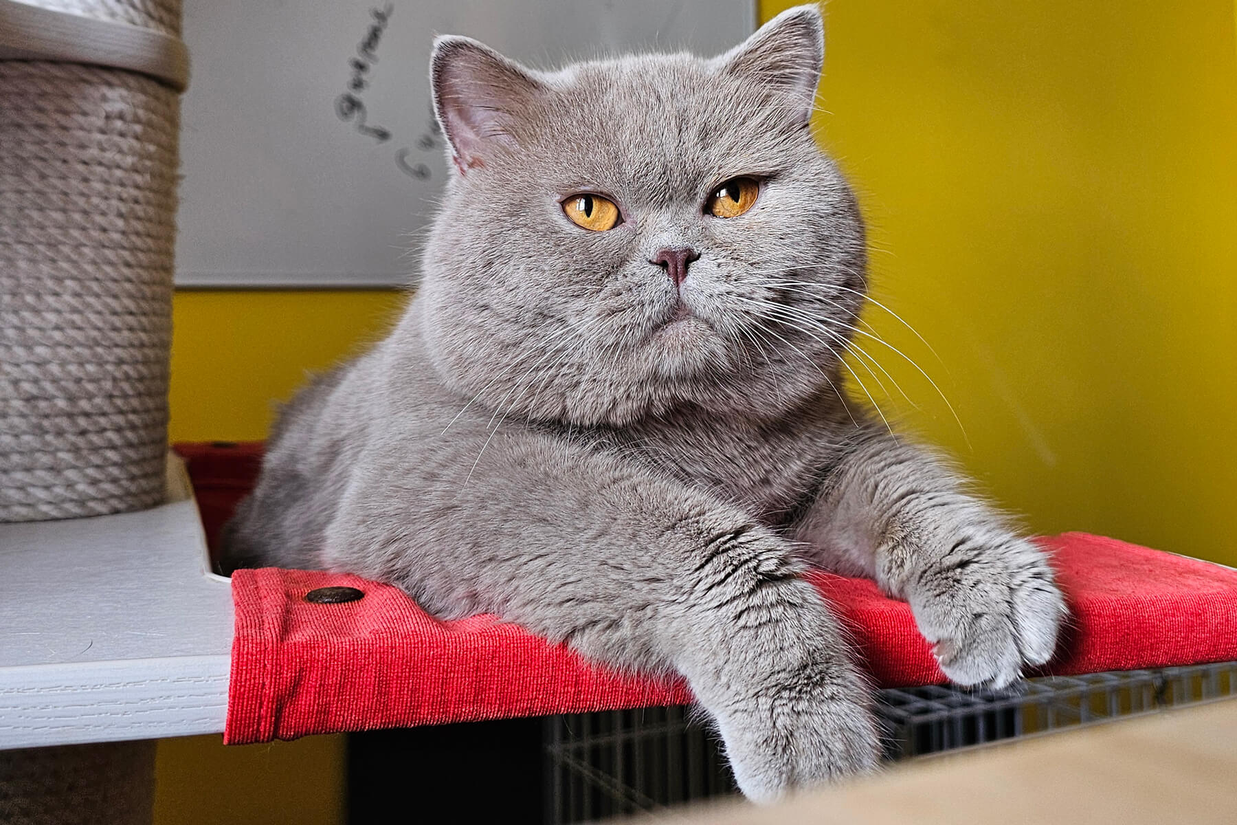 Лиловый британский кот Фуджи, фото