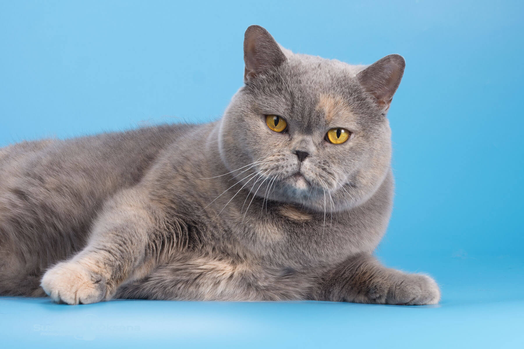 Голубо-кремовая британская кошка Кэш, фото