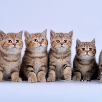 кошки британки шоколадные, фото