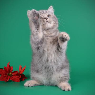 Фото британского кота рисованного окраса