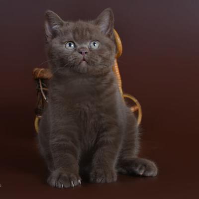 Котёнок британской короткошерстной породы шоколаного окраса, фото, купить в Минске