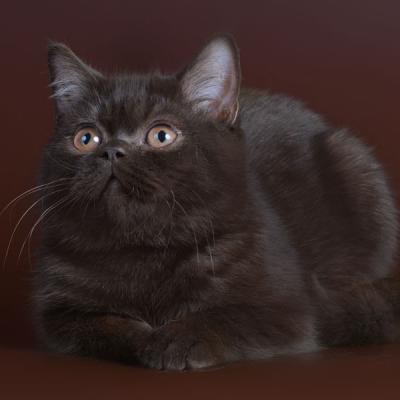 Британская кошка шоколадного окраса, фото
