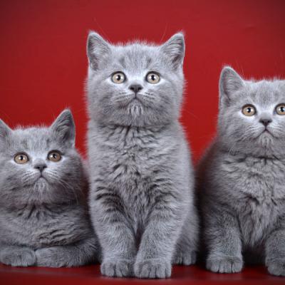 Фото британских голубых котят - котиков
