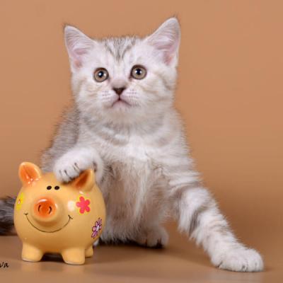 Британский котёнок табби окраса, фото
