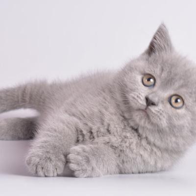 Фото британского котёнка серого цвета