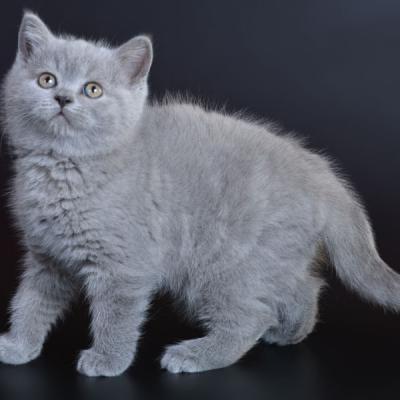 Кот британской породы в возрасте 2 месяца, фото