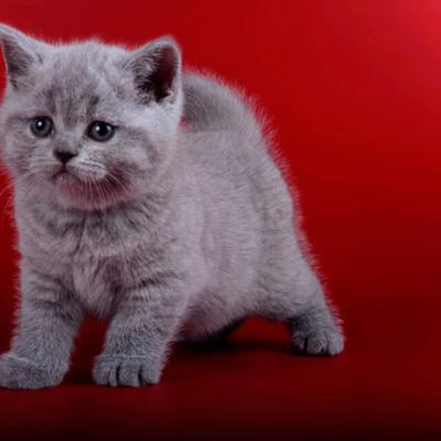 Фото голубого британского кота