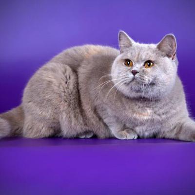 Фото лилово-кремовой британской кошки по имени Флэшка