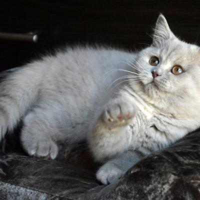 Флека - лилов-кремовая британская кошка, фото