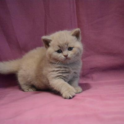 Британский лиловый кот Фенимор, фото