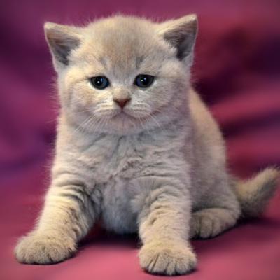 фото лилового британского котёнка