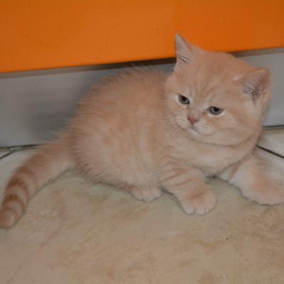 кремовый котёнок британец, фото