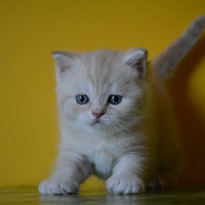 фото британских кремовых персиковых котят