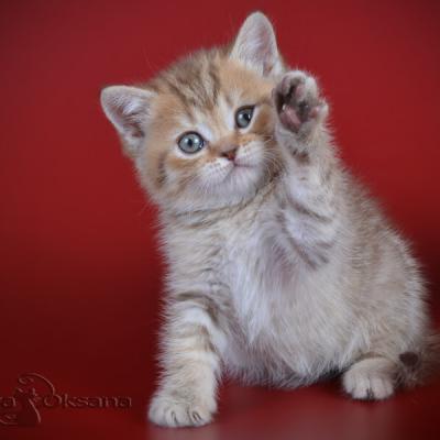 британский котёнок шоколадный пятнистый, фото