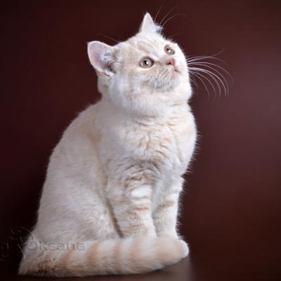 Фото британских котят кремового окраса,  куплю британского кремового котёнка в питомнике