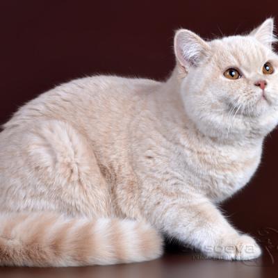 Фото британской кошки кремового окраса, Кремовый окрас в британской породе кошек, фото