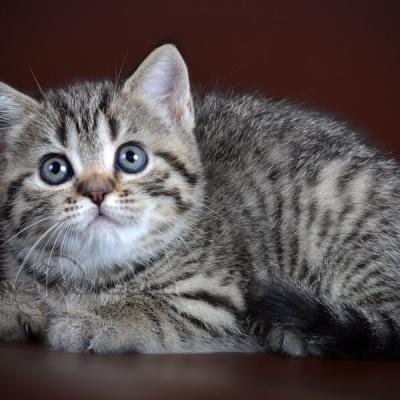 Британский котёнок шоколадного пятнистого окраса, фото британского полосатого котёнка
